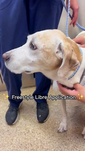 Freestyle Libre Application for Pets: A Veterinarian's Guide