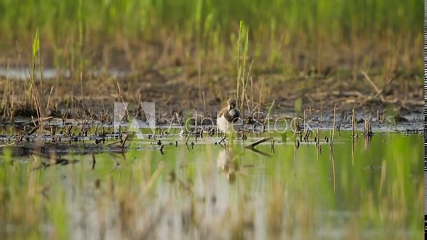Northern lapwing bird on the ground feeding around the swamp, low angle close up