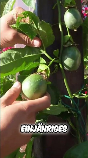 Maracuja Schnitt: Mehr Früchte, weniger Blatt! #shorts
