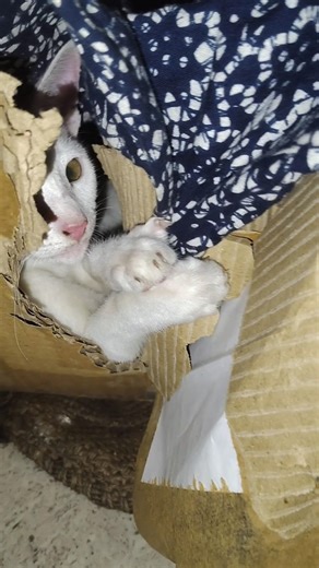 #youtubeshorts #funny #viral #shorts #orri #orri ki masti🤣🐱