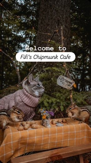 Courtney 👩🏻 Rams 🐶 & Fifi 🐱| Pet Creators on Instagram: "Welcome to Fifi’s Chipmunk Cafe ☕️ 🐿️🌲 Answers to some common questions: Q: Is this AI? A: No. Q: Did you train your cat to do this? A: No. Fifi loves chipmunks but not in the normal way you’d expect. When she first encountered them while on a leash, she half-heartedly tried to chase it. But after a while, she stopped trying to go after them and just sat and watched them. That’s when we got the tiny picnic table and incorporated all 