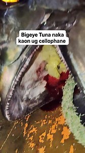 Bigeye Tuna naka kaon ug Cellophane 🐟🐟🐟 #bigeyetuna #tuna #fishing #fishingvideos | Arselito Triste Atok