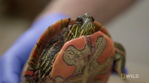 A lucky turtle is rescued after a hit-and-run. First her shell saved her, now it's Dr. Ben's turn. | National Geographic Animals
