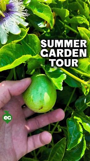 Homestead UPDATE! This summer, my 1/3 acre garden is exploding with growth. Corn thrives in raised beds and the ground, melons have ample space, and a passion fruit wall covers my rainwater system. We're also growing squash vertically and nurturing loofahs for shower sponges, along with a banana plant that’s finally fruiting after 18 months! Every single year in the garden gets just a BIT better. P.S. I'll be throwing out the first pitch at the @padres game on August 3 at 5:40pm - if you're loca