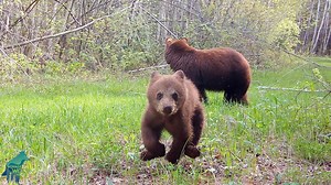 2.5M views · 65K reactions | This bear cub was being a little twerp…he was even driving his mom nuts! Once she laid down the law, the little punk, who was clearly distraught from his mother’s reprimand, decided it was time to let out his pent-up frustration on our camera… | Voyageurs Wolf Project | Facebook