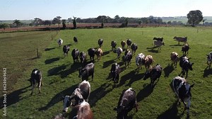 Dairy cows in the pasture going to another pasture
