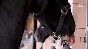 96K views · 480 reactions | Cette semaine, partez chaque jour à la rencontre du cheval d'attelage, expliqué par les meneurs de l'équipe de France !  Dans ce premier épisode, Benjamin Aillaud International Horse Academy et Valentine Verna vous montrent comment le meneur communique avec ses chevaux et quelles aides il utilise pour cela !   Retrouvez le reportage complet sur https://youtu.be/IvT4MLLBbC8 ! | FFE - Fédération Française d'Equitation | Facebook