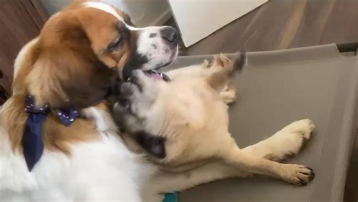 My boys 🥰 barney and Alfie were best mates, I often think if Barney wonders where he’s gone 🥺🩵🐾🌈 | Molly Higginson