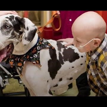 Woman Who Rescues Animals Forever Will Restore Your Faith in Humanity | The Dodo