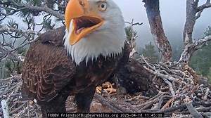 1.1M views · 36K reactions | More exciting days… The first fresh...