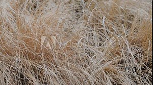 Dry grass field on the wind as a background or texture shot close up. hay