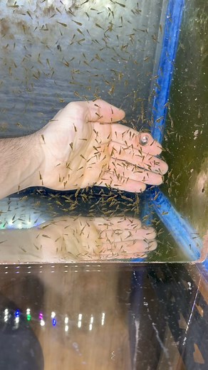 The most tedious task of Goldfish breeding is the culling process. One good thing is is that now I have a good use for the culls. #fish #goldfish #aquarium #snappers | Luke’s Goldies