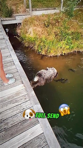 This dog doesn't need a fishing pole 😱