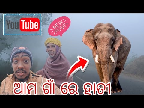ଆମ ଗାଁ ରେ ହାତୀ କେତେ 👇ELEPHANTS IN VILLAGE 👀🥱🥱🥺🥺 ODIA VLOGS