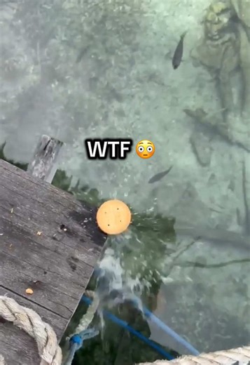 WTF Moments: Caught on Camera