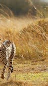 SLO MO - Close-up of a cheetah gracefully walking through tall grass...