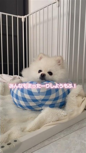 夏は涼しい部屋でまったりしたいポメラニアン。 #ポメラニアン #pomeranian #可愛い犬