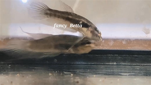 Betta Dimidiata ( Betta Rare ) Après une parade nuptiale, le mâle enroule la femelle pour la fécondation... Betta Dimidiata ( Rabe Betta) After a courtship display, the male coils the female for fertilization... | Fancybetta