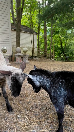 4.1K views · 383 reactions | Our Farmacy #farmanimalsanctuary #babyfarmanimals #farmanimals #sheep #lambs #cows | Our Farmacy | Facebook