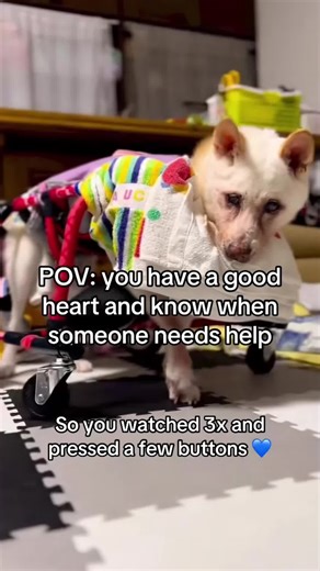 Maya was a happy and playful pup, full of energy and love. But one day, everything changed. She developed a serious medical condition that caused her extreme pain and suffering. As her condition worsened, we rushed to find help, but the medical costs were overwhelming.