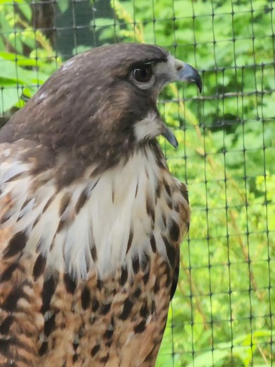 Red-tailed Hawks: The Scream that Captivates Hollywood