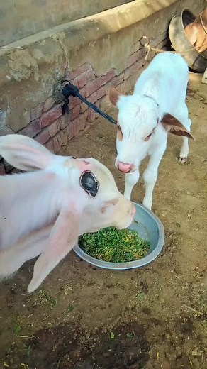 Mudasir Mdil (@mudasirmdil)’s videos with original sound - ꧁༒𝙛𝖆𝗻𝙠𝘢ṛ☬༒꧂