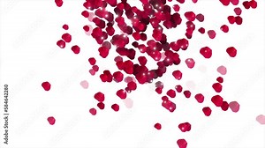 Red Rose Petals Flying Over White Background, Rose Petals Falling Background, Loop Animation Of Romantic Rose Petals Falling Background, Wading, Marriage Ceremony, Valentine Day Love Background.