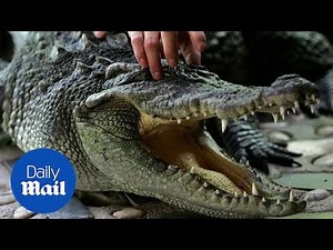 Ig Nobel Prize: Listen at an alligator inhaling helium in the name of science
