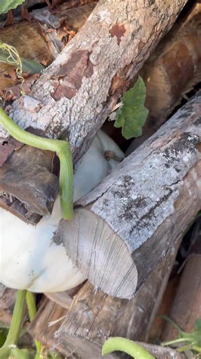 4.3K views · 34 reactions | Got a pumpkin stuck | Planting With A Purpose | Facebook