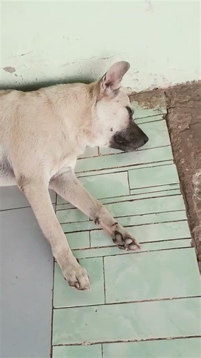 Chó cưng