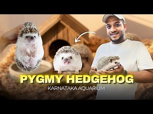 African Pygmy Hedgehog 🦔| Tiny Nocturnal Explorer Explained | Karnataka Aquarium Wildlife Education