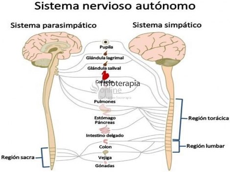 Sistema nervioso autónomo