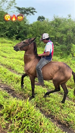 Caballos bailadores: video viral de caballos bailando