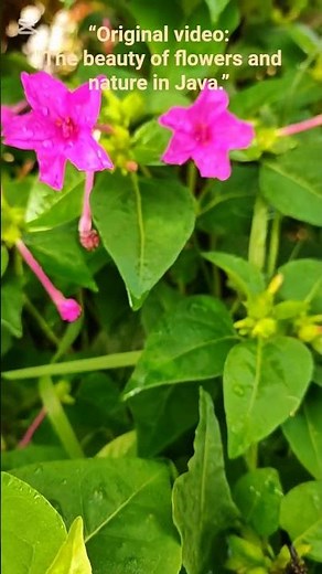 “Original video: The beauty of flowers and nature in Java.” #beautiful #quran #java #spirituality