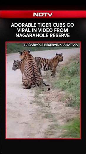 Karnataka News | Adorable Tiger Cubs Go Viral In Video From Nagarhole Reserve