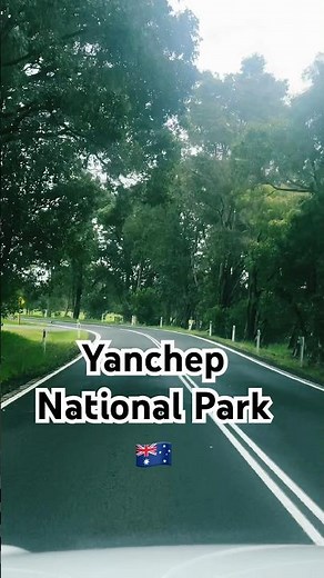 Yanchep National Park WA 🇦🇺 | Kangaroo, Koala & Nature Vibes 😍 Perth Hidden Gem