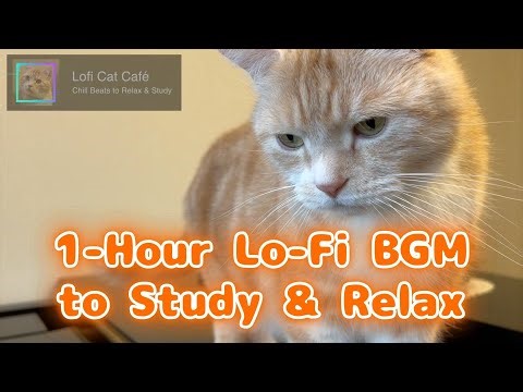 Relaxing on the Piano – Lofi Cat Cafe 🐾 1-Hour J-pop Lo-fi BGM to Study & Unwind