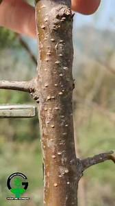 Apricot tree grafting | Easy Grafting Techniques
