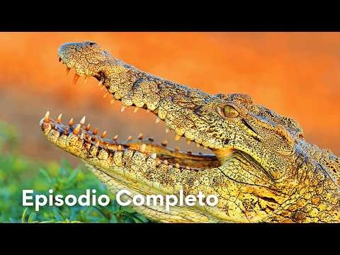 La Cruda Realidad de un Cocodrilo | Cocodrilos de Katuma 🐊