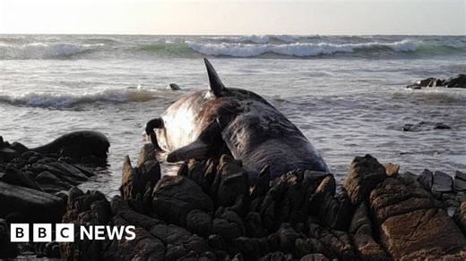 Sperm whales die in mass stranding on Australian beach