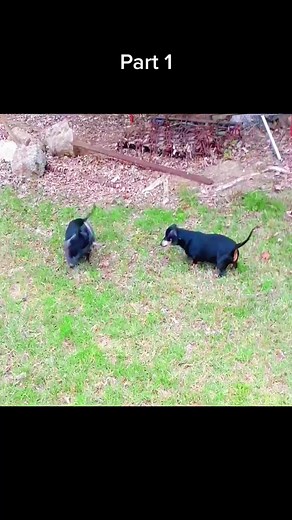 Dogs hunting snake😱 #wildanimals #snake #dog #animals