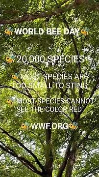 World Bee Day