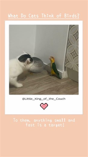 Why Do Cats Chatter at Birds?