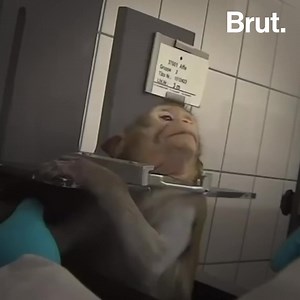Animal Torture Around the World