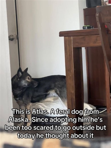 Atlas the Feral Dog's Journey to Overcome Fear