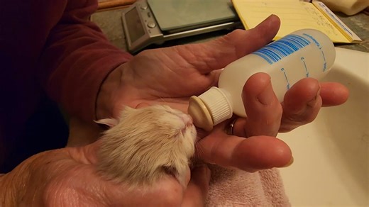 Ten newborn kittens, seven days in… survival was the test