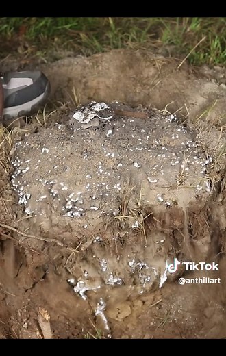Anthill Art on TikTok