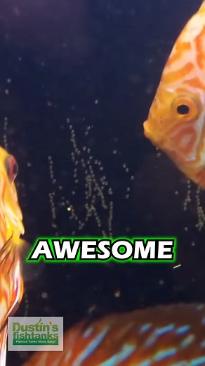 3.2K views · 30 reactions | Steve has 2 pairs of breeding Discus. Check out their eggs. He ended up not raising the fry. Have you ever bred Discus Fish? TANK ON! #breeding #breedingdiscus #discus #discusfish #aquariumfish #fish #egg #eggs #fishy #freshwaterfish #aquarium #fishtank #plantedaquarium #aquascape | Dustin's Fishtanks | Facebook