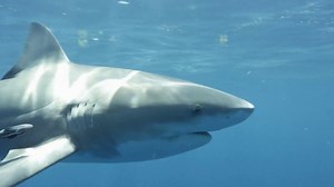 A 65-year-old woman was in critical condition following a shark attack in Queens, New York, closing Rockaway Beach. NBC News’ Stephanie Gosk unpacks what this means for beachgoers, and what it tells us about our ecosystem. | NBC Nightly News with Tom Llamas