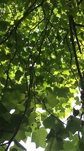 Sol Nectar Farm on Reels